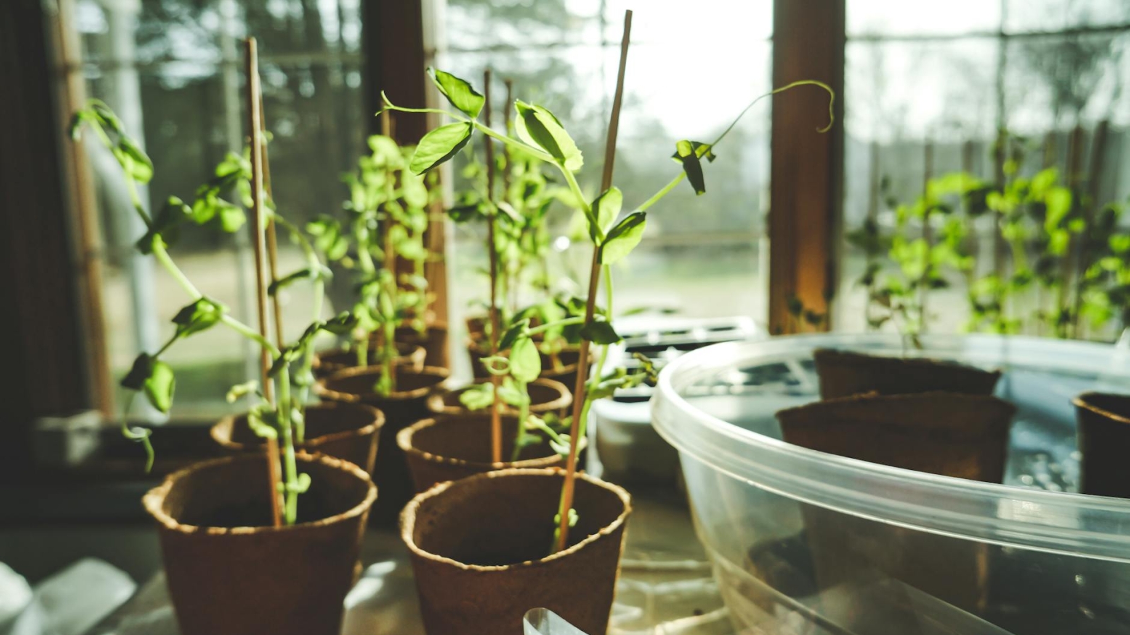 potted green leaf plants